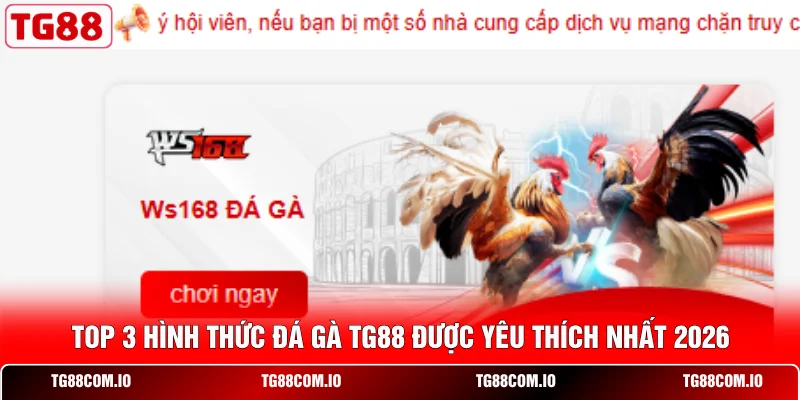 Đá Gà TG88 3 Top 3 hình thức đá gà TG88 được yêu thích nhất 2026
